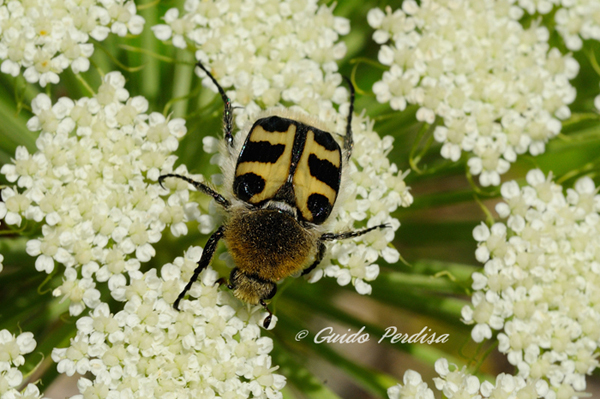ID Trichius sp.